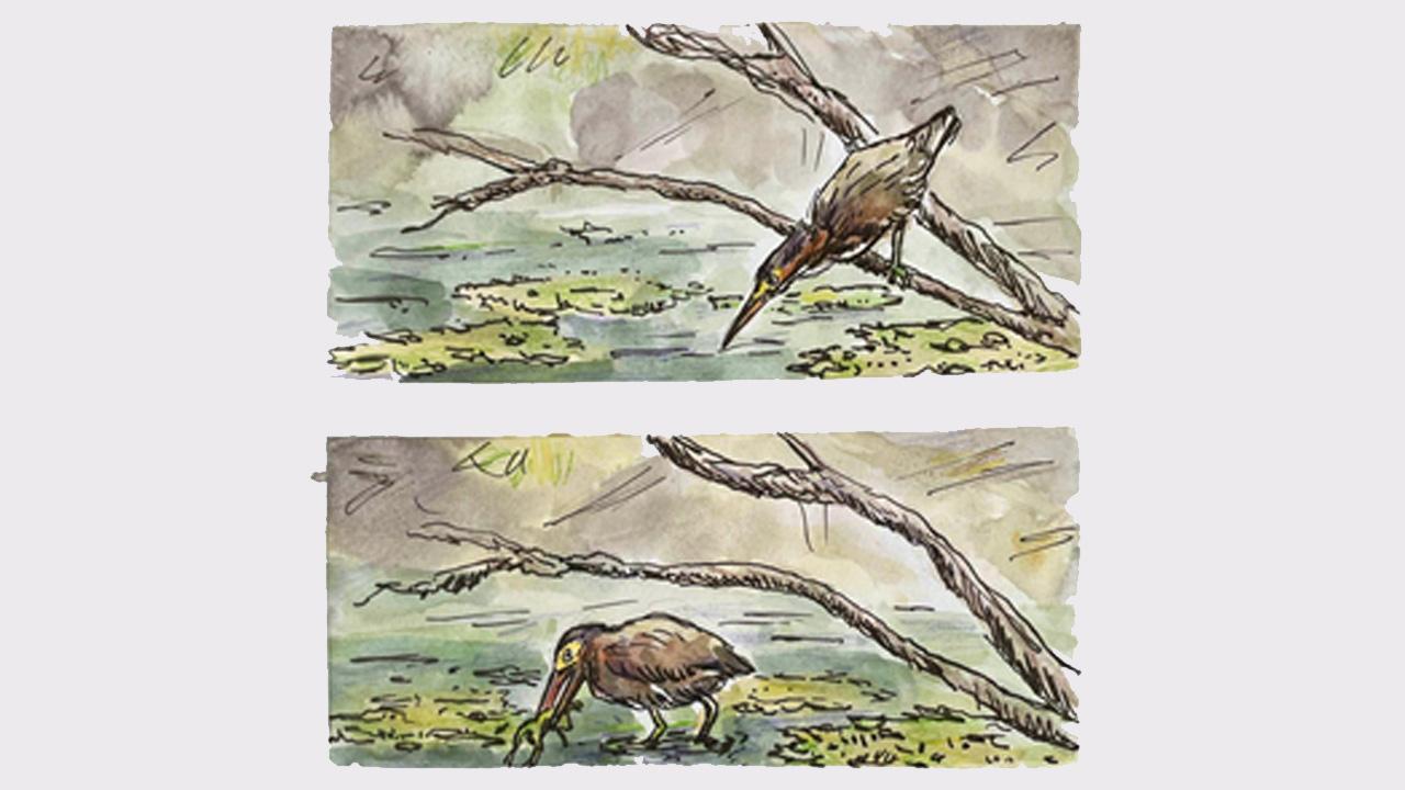 Stealthy Green Heron catches frog.