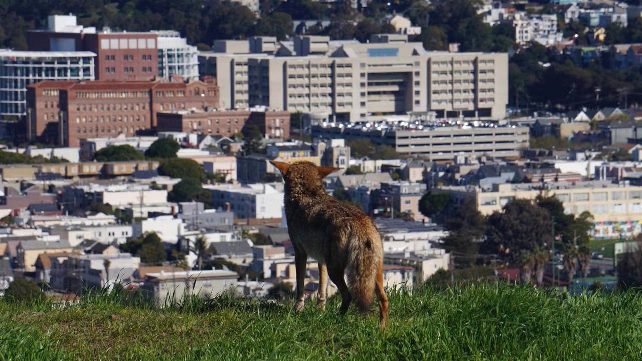 Coyotes are highly adaptable, living with ease in both rural and urban settings. (Tali Caspi / UC Davis)