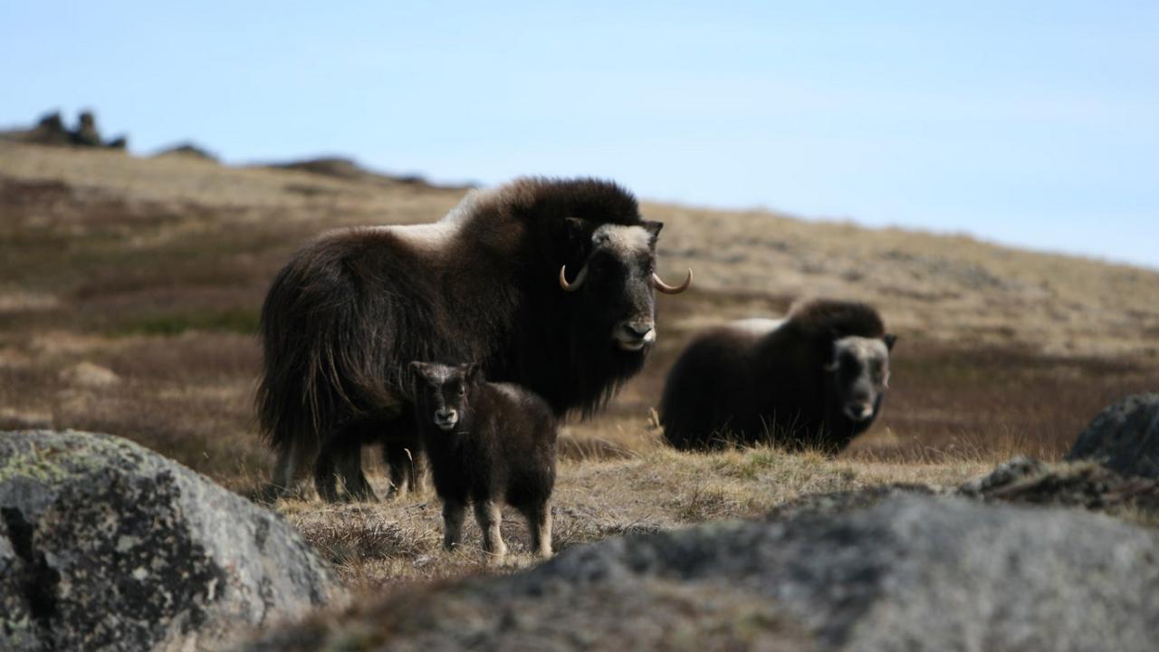 A female muskoxen watches over her calves near Kangerlussuaq, Greenland. (Eric Post, UC Davis)