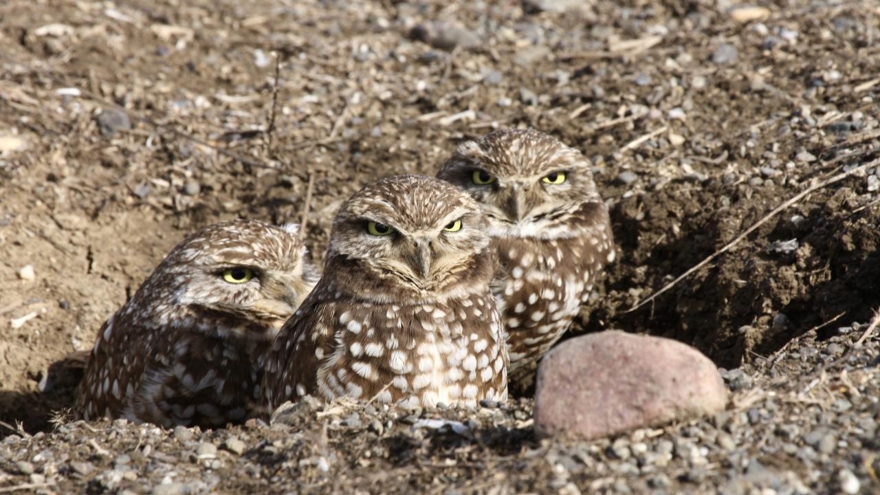 UC Davis birders set a new Yolo County record by spotting 173 bird species