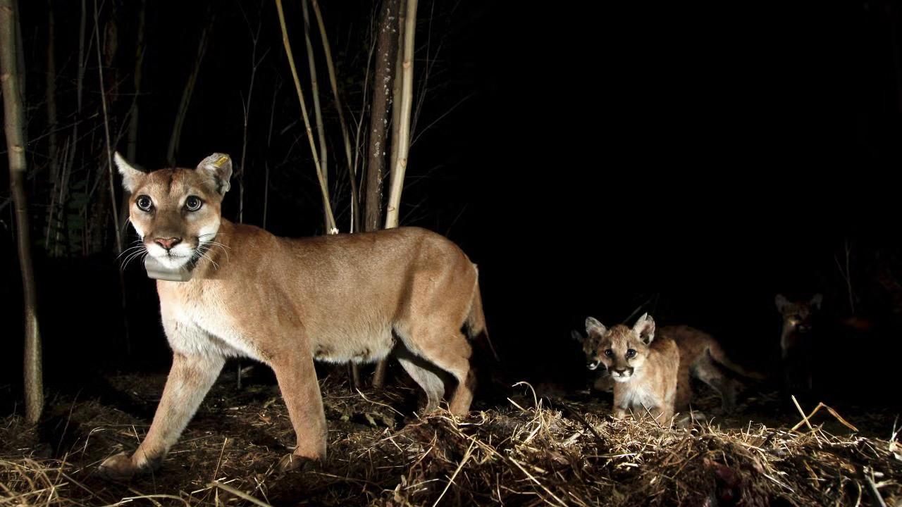 P65 walks with her kittens. In a UC Davis study, female mountain lions were generally more active during the day and closer to sunrise, perhaps because they are constrained by avoiding male mountain lions and not able to respond as strongly to recreation. © National Park Service