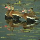 Black-bellied Whistling ducks