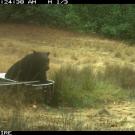 A bear is seen on a trail camera sitting in a bathtub at Hopland Research and Extension Center in Hopland, California. (Courtesy Brashares Lab, UC Berkeley)