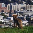 Coyotes are highly adaptable, living with ease in both rural and urban settings. (Tali Caspi / UC Davis)