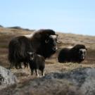 A female muskoxen watches over her calves near Kangerlussuaq, Greenland. (Eric Post, UC Davis)