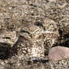  UC Davis birders set a new Yolo County record by spotting 173 bird species