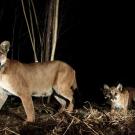 P65 walks with her kittens. In a UC Davis study, female mountain lions were generally more active during the day and closer to sunrise, perhaps because they are constrained by avoiding male mountain lions and not able to respond as strongly to recreation. © National Park Service 